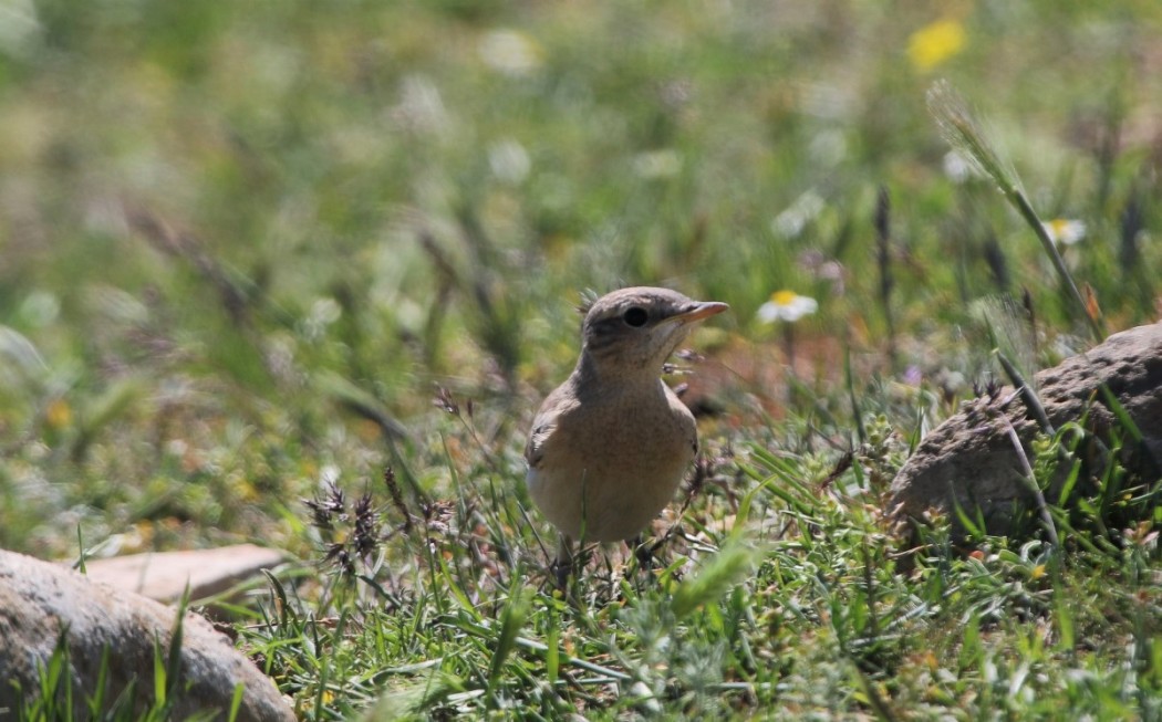 Tawny Pipit