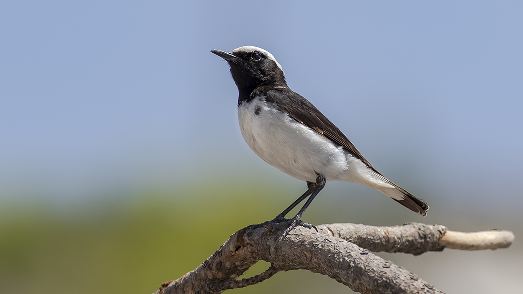 Finsch`s Wheatear