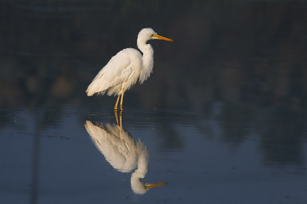 Great Egret