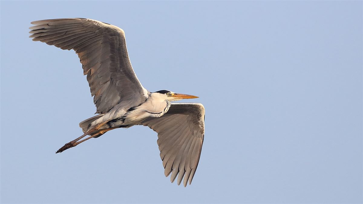 Grey Heron
