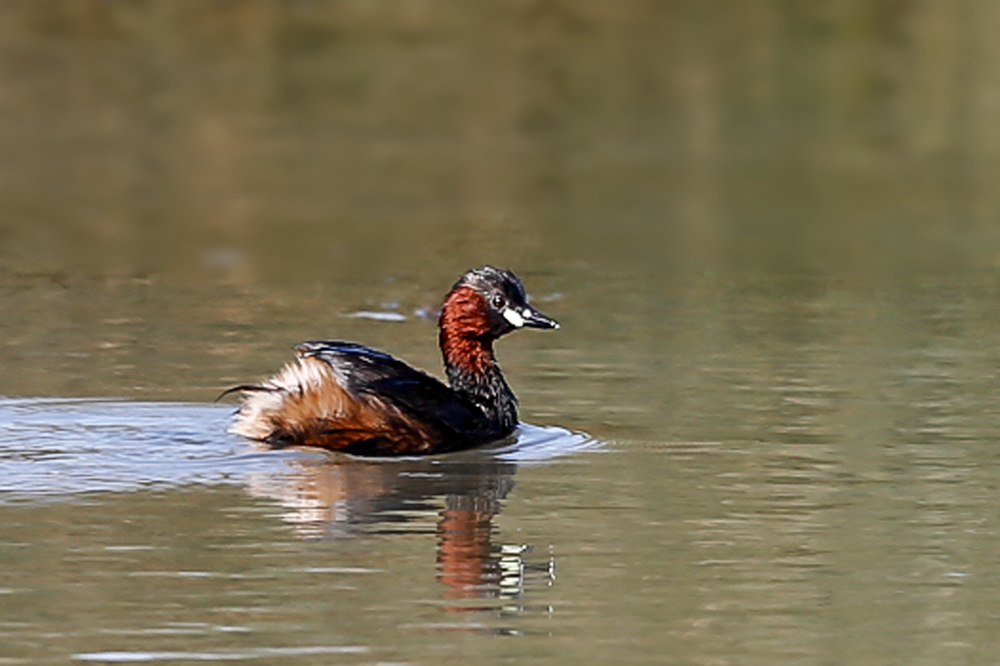 Little Grebe