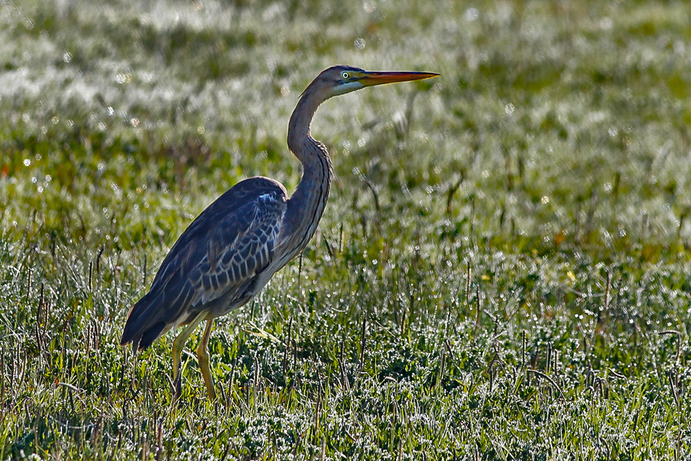 Purple Heron