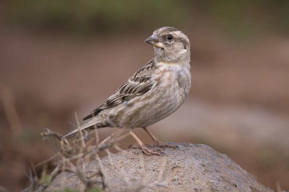 Rock Sparrow