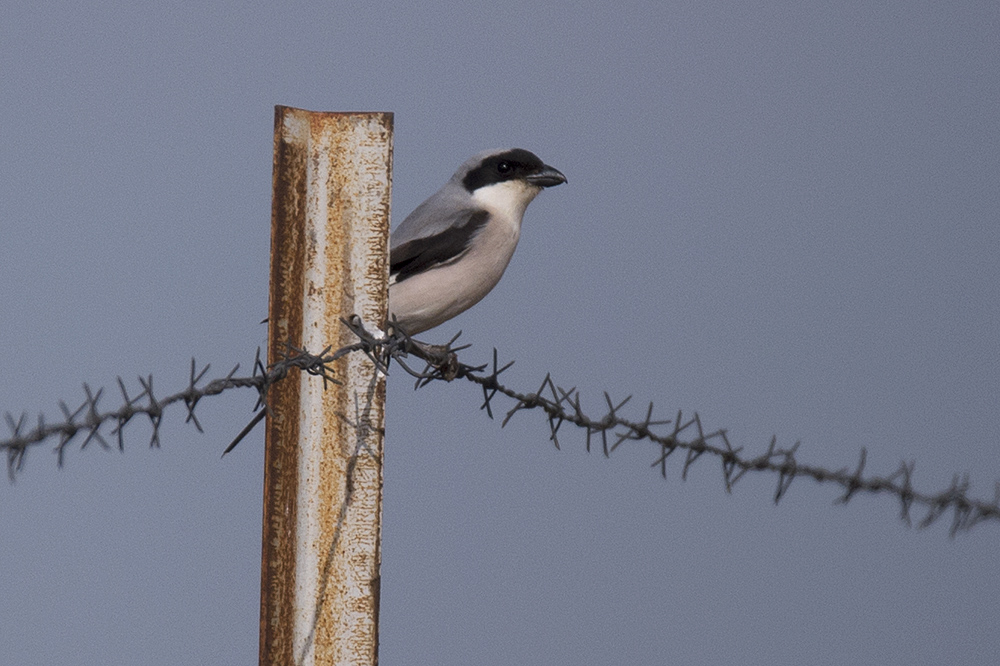 Lesser Grey Shrike