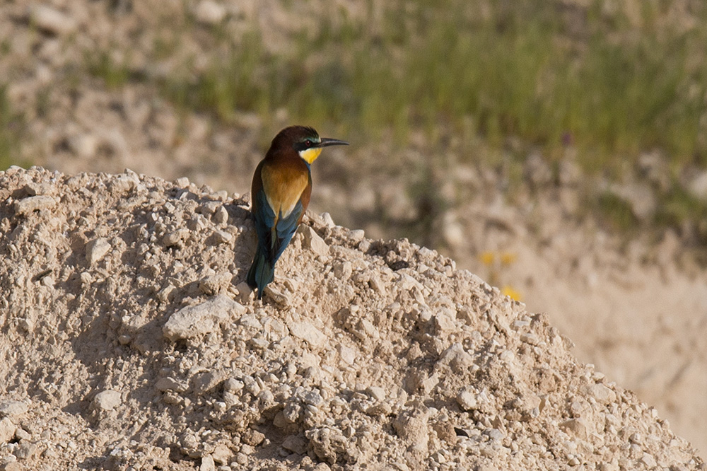 European Bee-eater