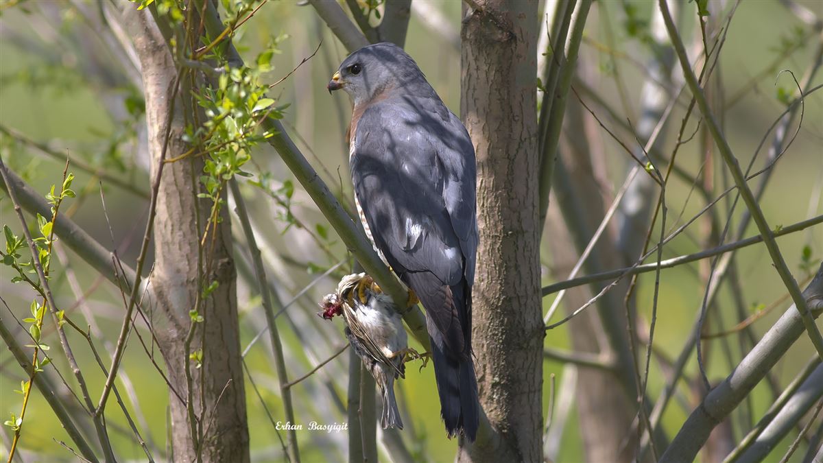 Levant Sparrowhawk