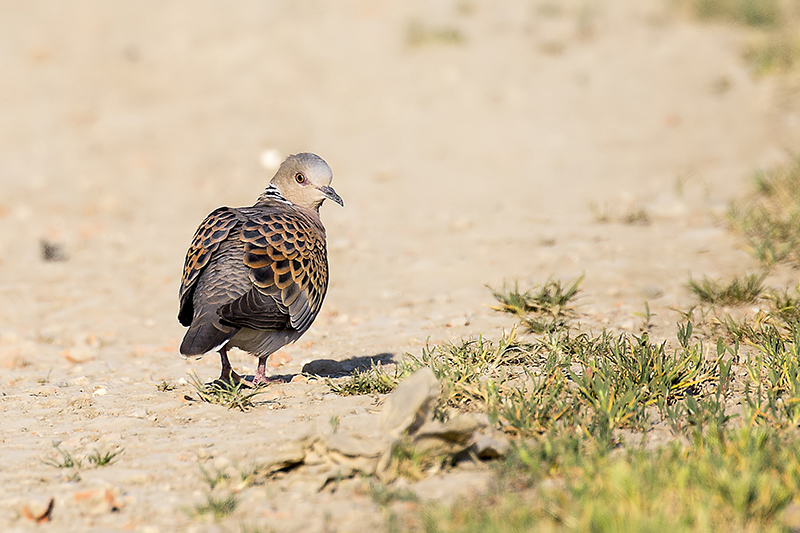 European Turtle Dove