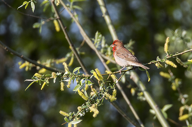 Common Rosefinch