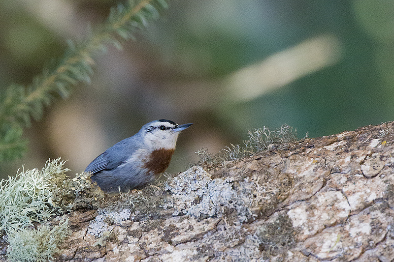 Krüper`s Nuthatch