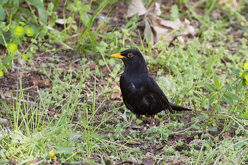 Common Blackbird