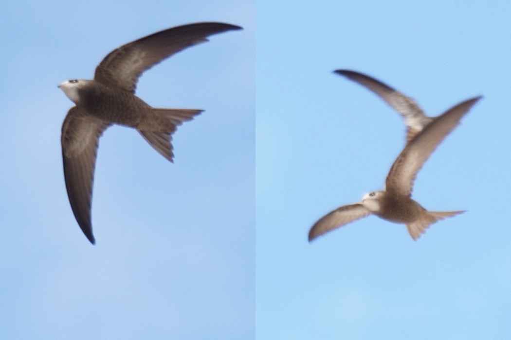Pallid Swift