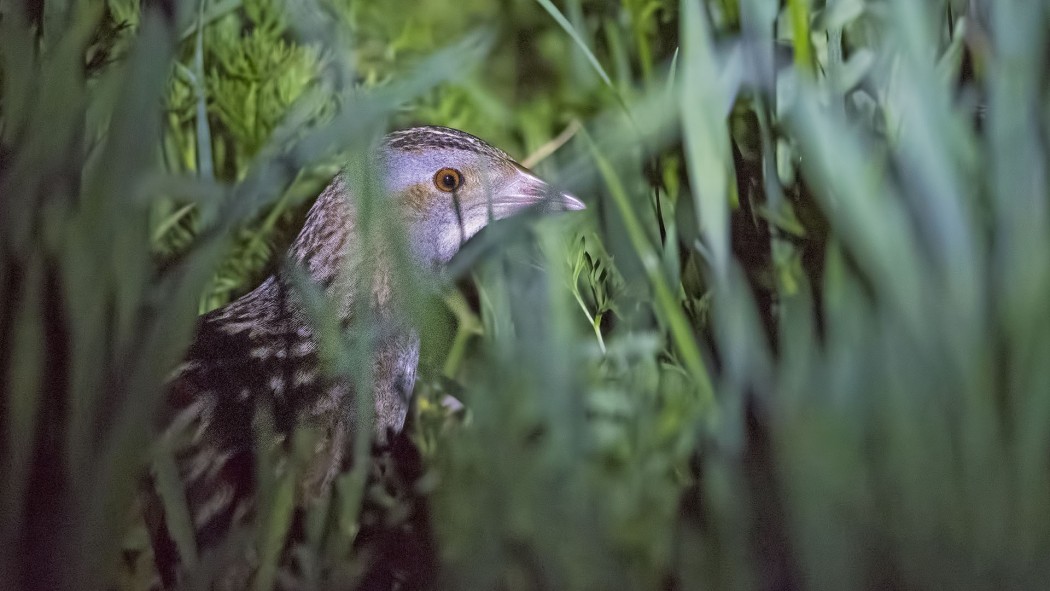Corn Crake