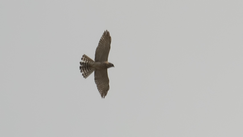 Levant Sparrowhawk