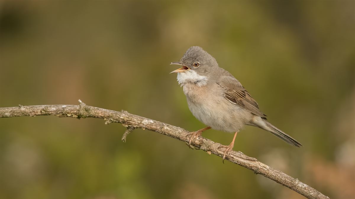 Common Whitethroat