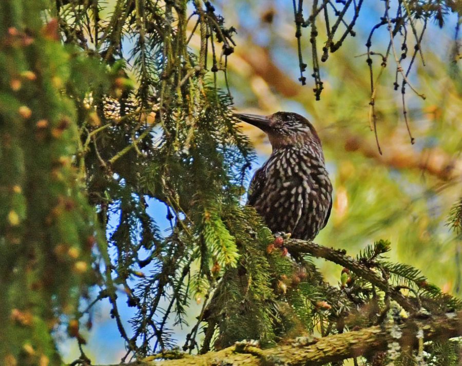Northern Nutcracker