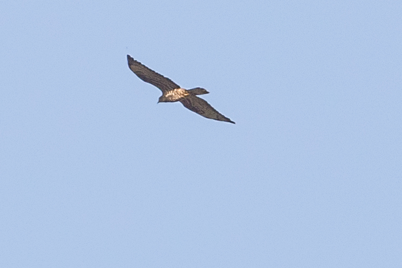 European Honey Buzzard