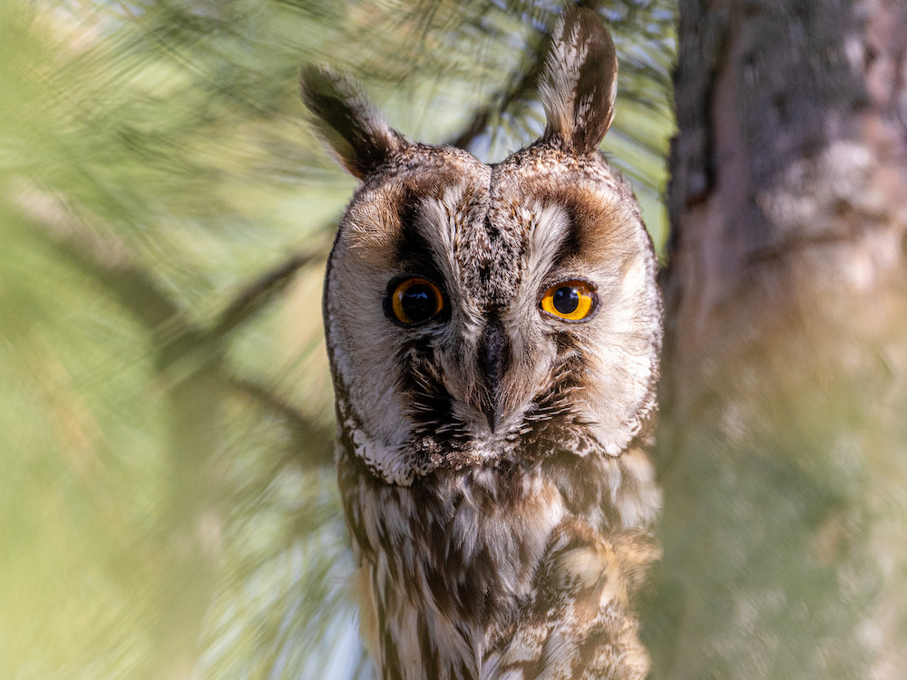 Long-eared Owl