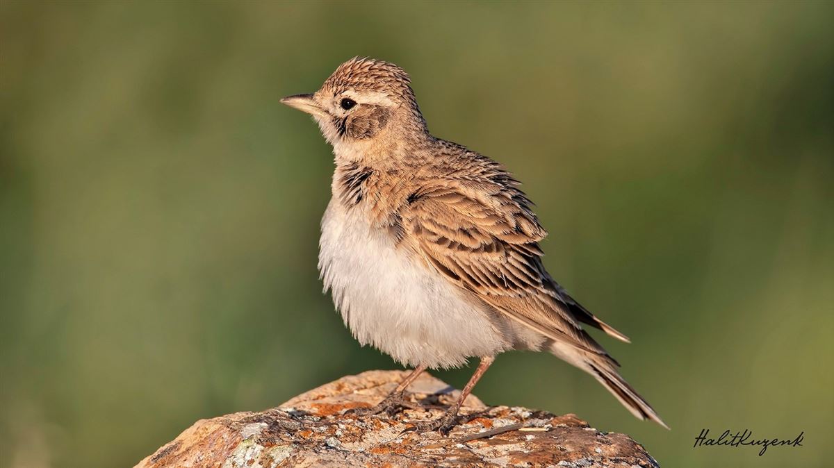 Greater Short-toed Lark