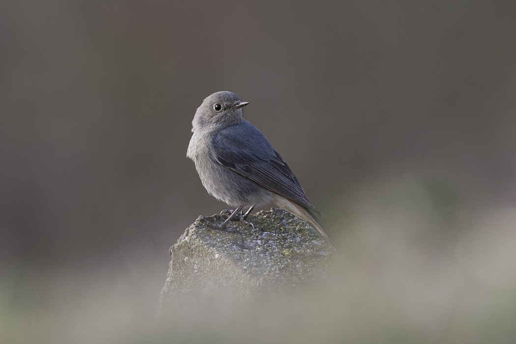 Black Redstart