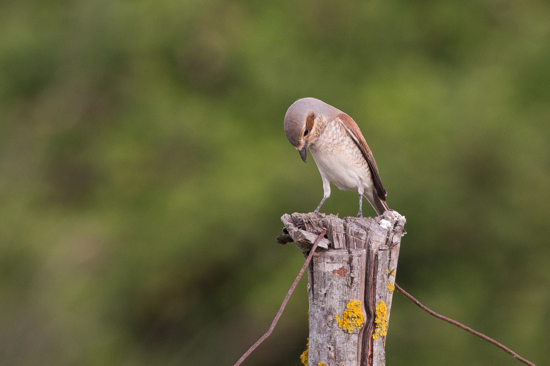 Red-backed Shrike