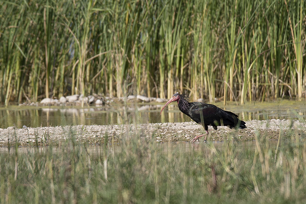 Kelaynak