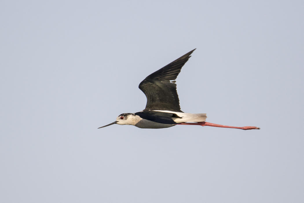 Black-winged Stilt