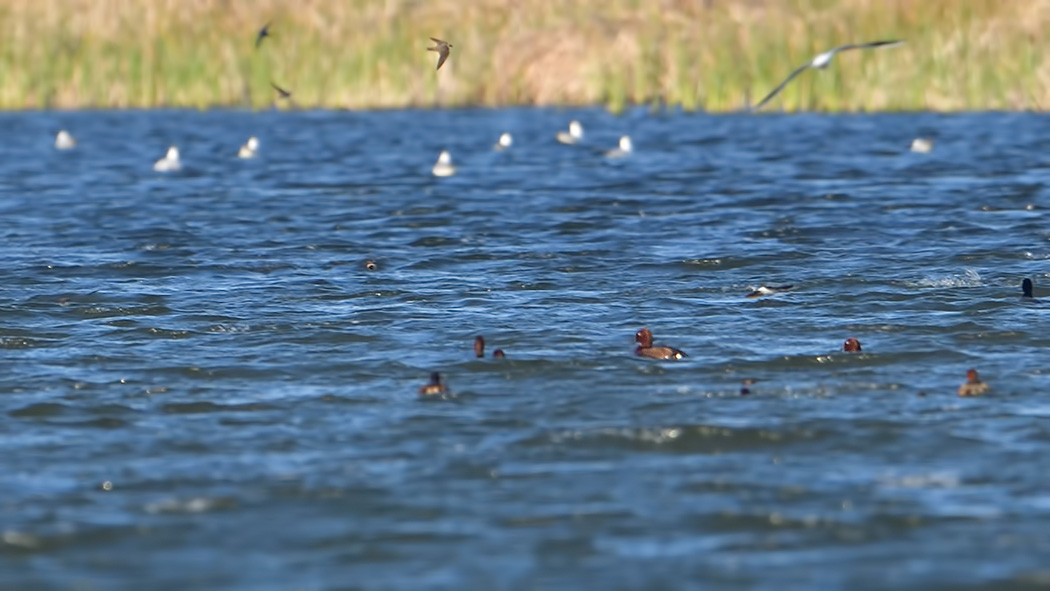 Ferruginous Duck