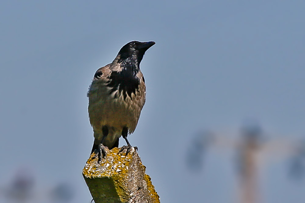Hooded Crow