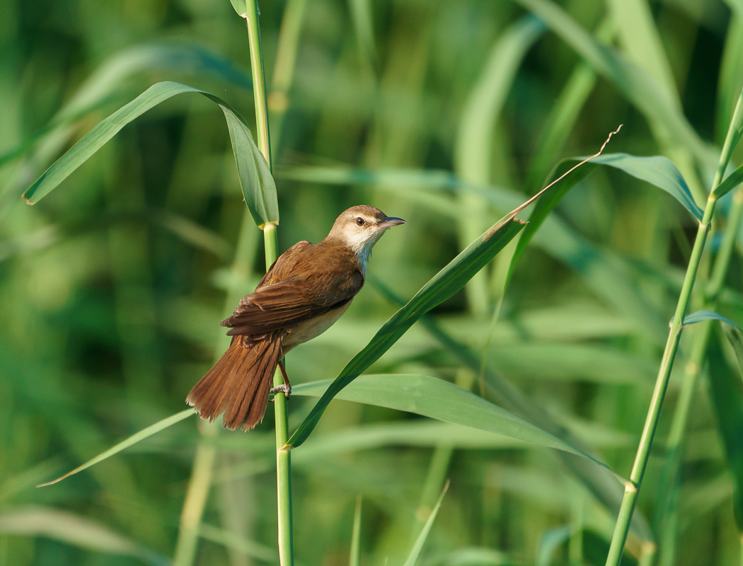 Great Reed Warbler