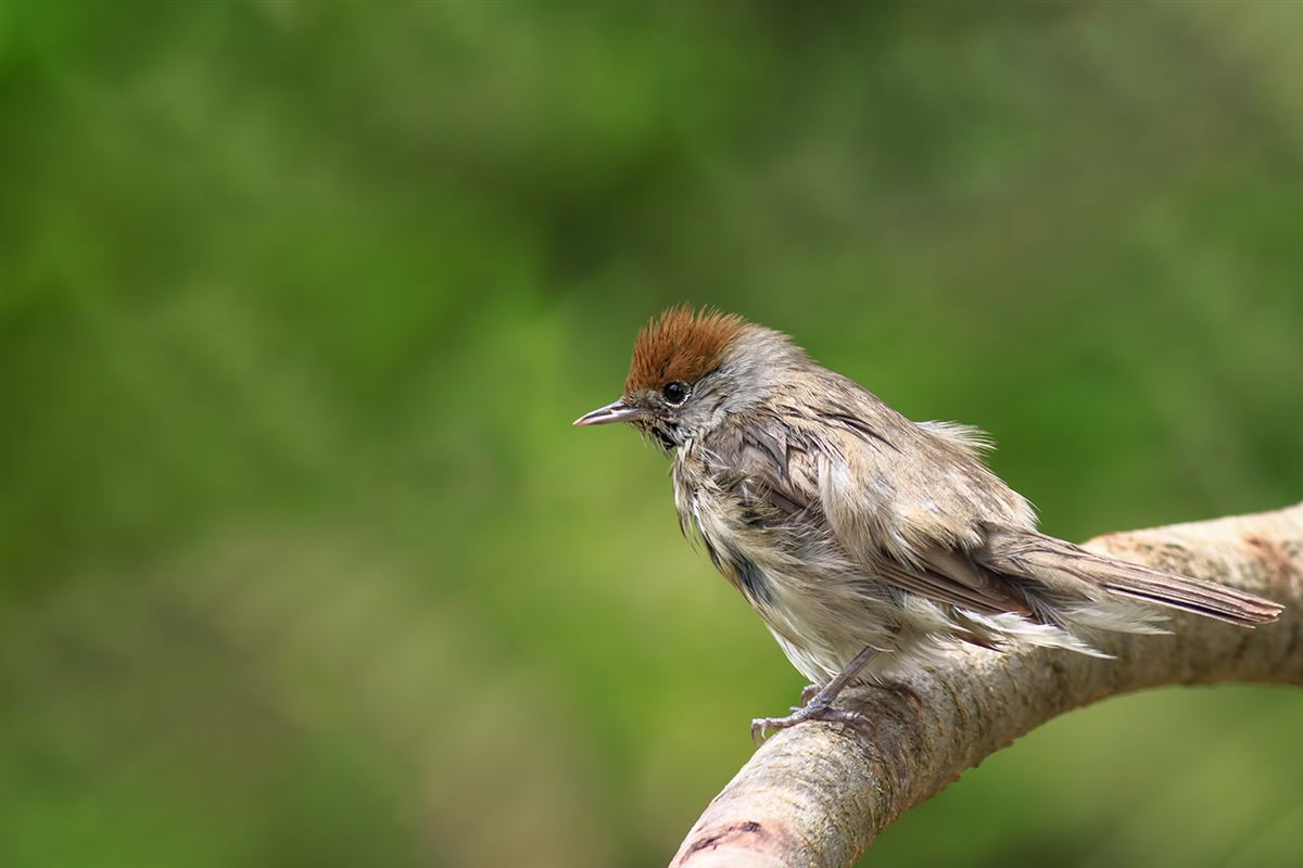 Eurasian Blackcap