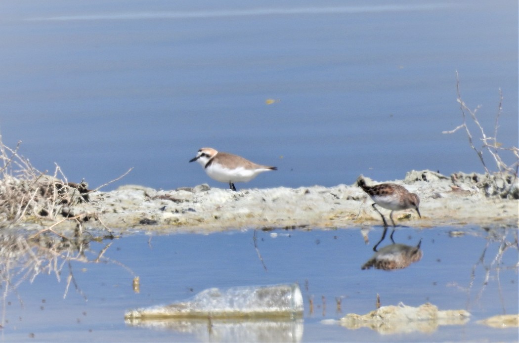 Kentish Plover
