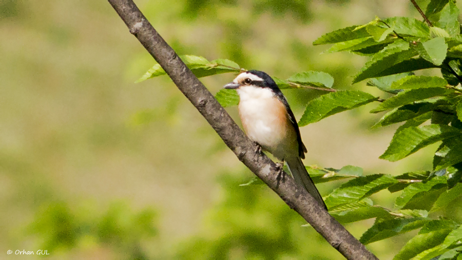 Masked Shrike