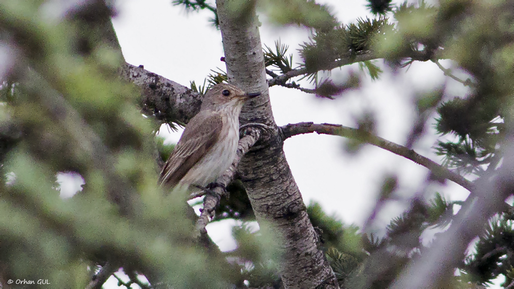 Spotted Flycatcher