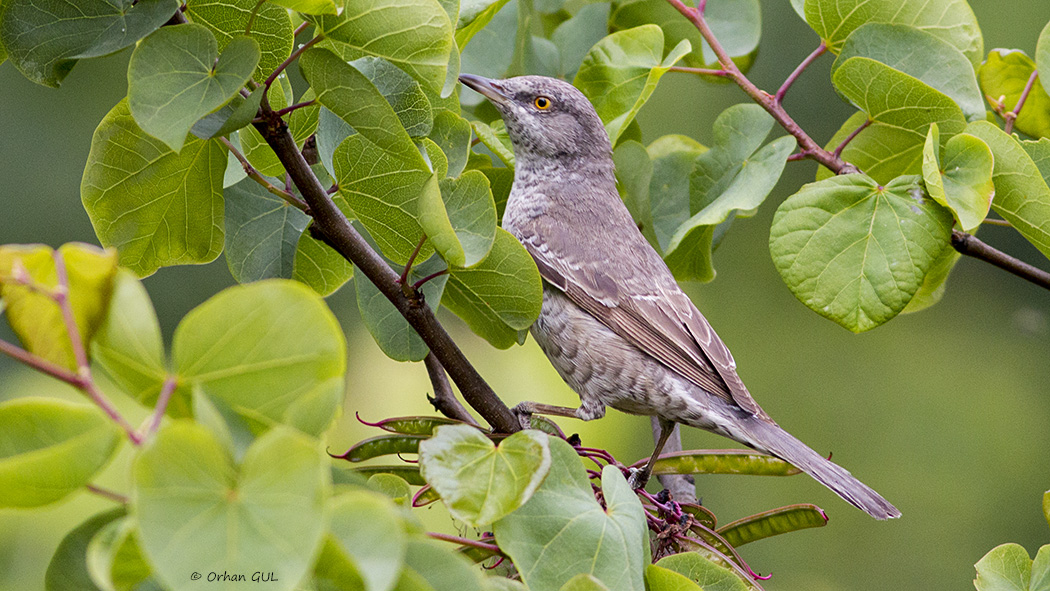 Barred Warbler