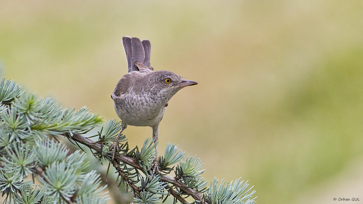 Barred Warbler