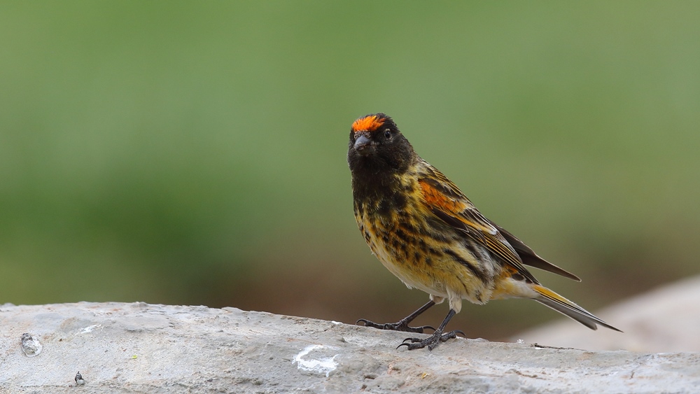 Red-fronted Serin
