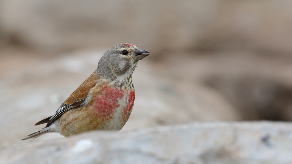 Common Linnet