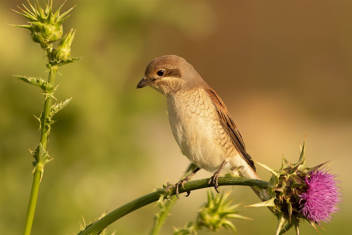 Red-backed Shrike