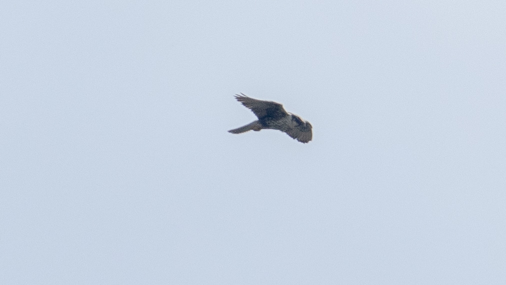 Lanner Falcon