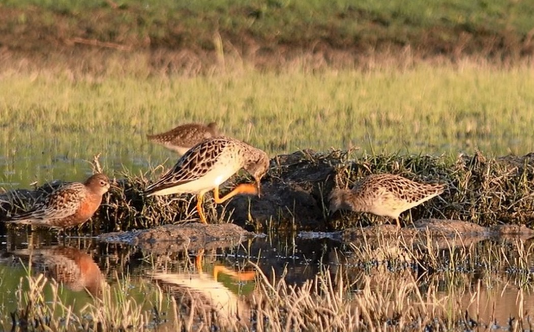 Curlew Sandpiper