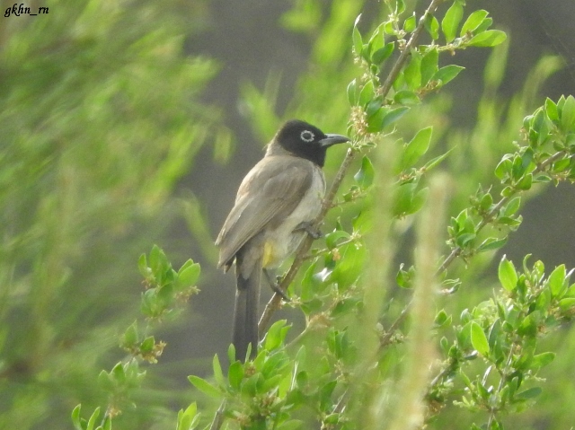 White-spectacled Bulbul