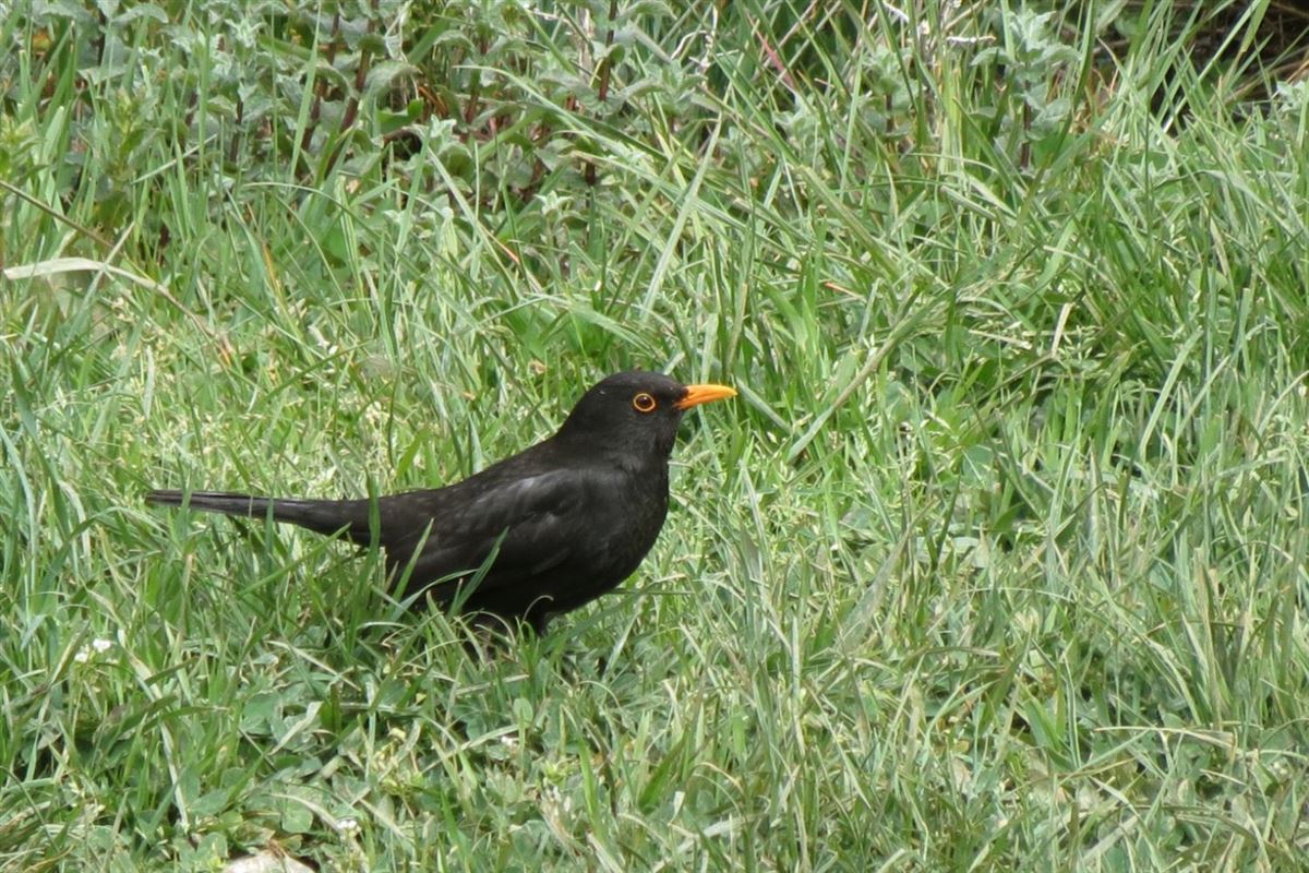 Common Blackbird