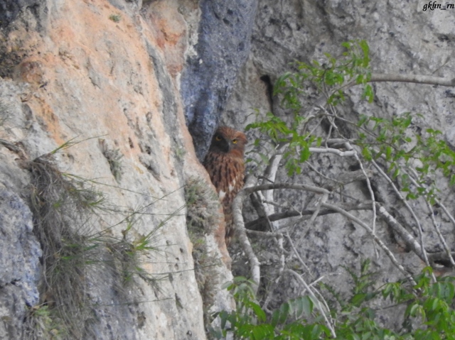 Brown Fish Owl