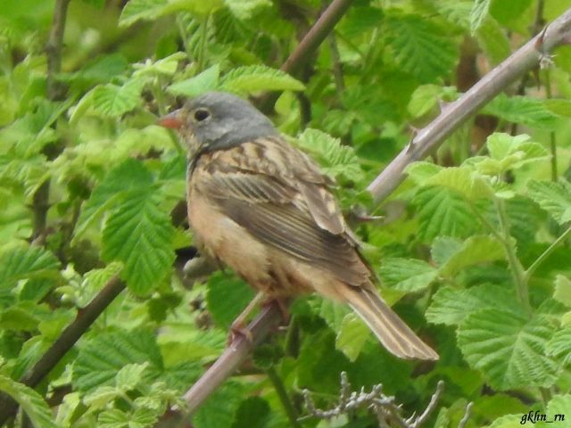 Cretzschmar`s Bunting