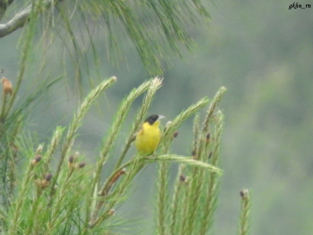 Black-headed Bunting