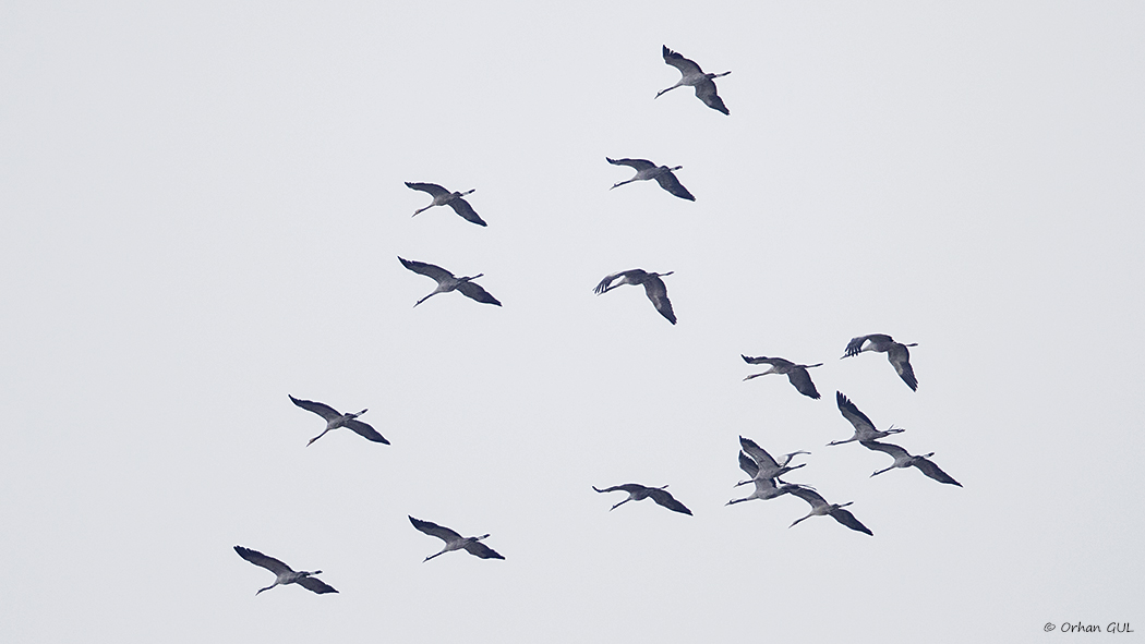 Common Crane