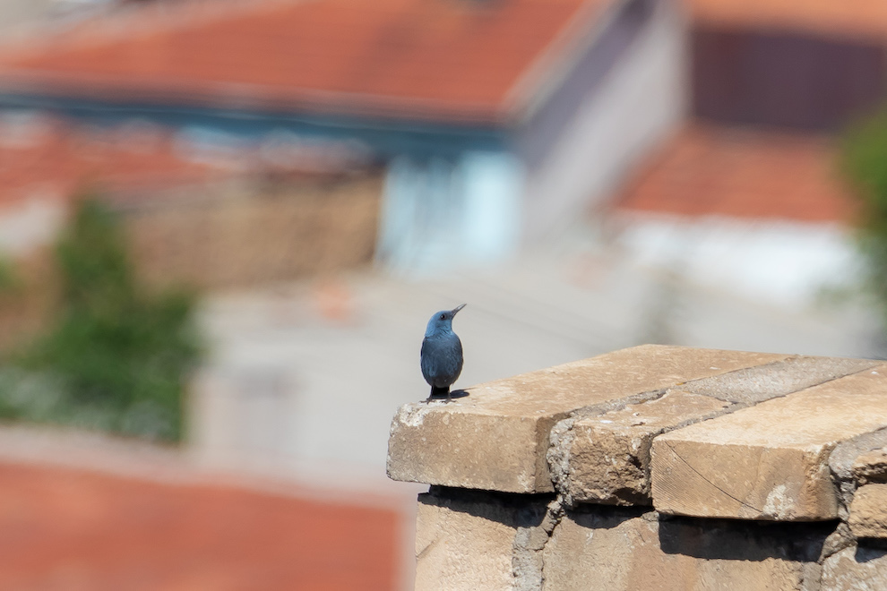 Blue Rock Thrush