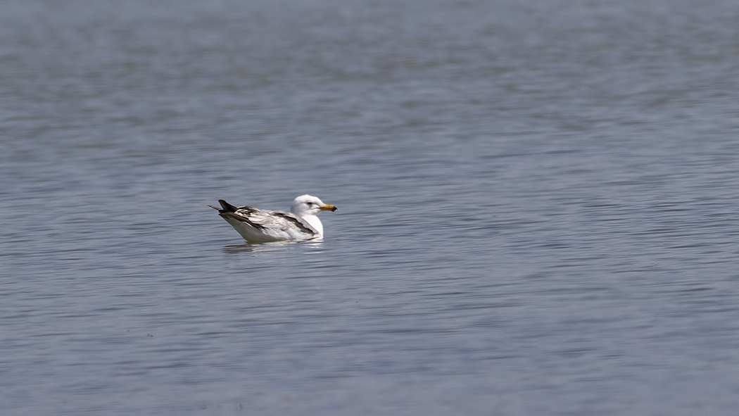 Armenian Gull