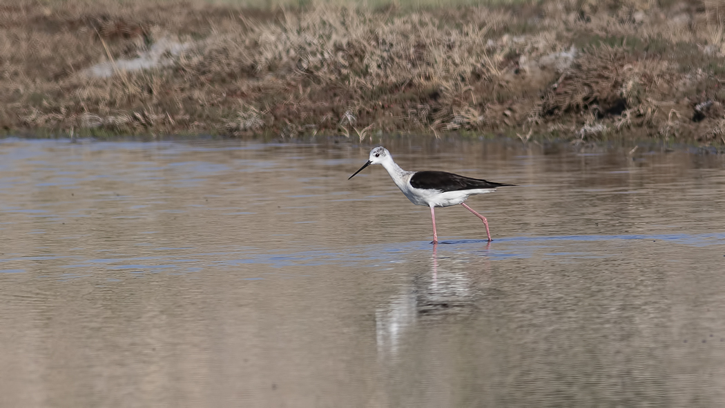 Black-winged Stilt