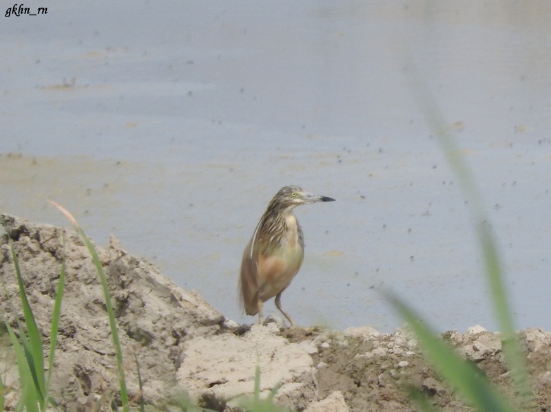 Squacco Heron